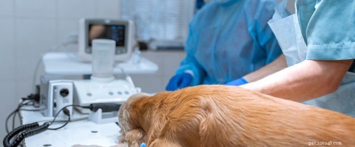 Wat u moet weten over ACL-chirurgie voor uw hond
