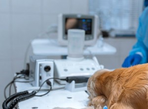 Co potřebujete vědět o operaci ACL pro vašeho psa