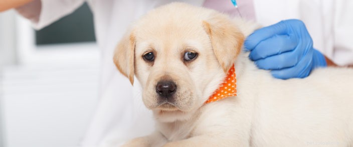 Wat u moet weten over vaccins voor uw nieuwe puppy of kitten