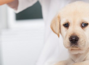 Что вам нужно знать о вакцинах для вашего нового щенка или котенка