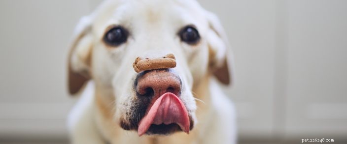 Nationale Koekjesdag:maak je eigen hondenkoekjes!