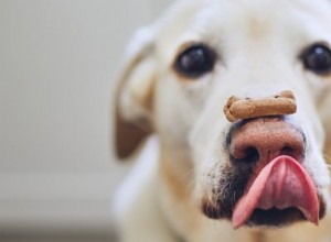 Národní den sušenek:Vyrobte si vlastní sušenky pro psa!