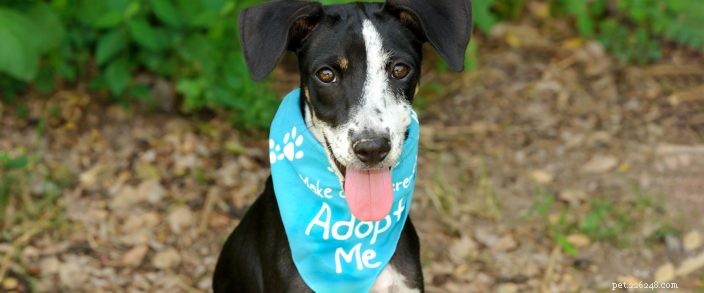 National Rescue Dog Day:Vad du behöver veta om att adoptera en hund