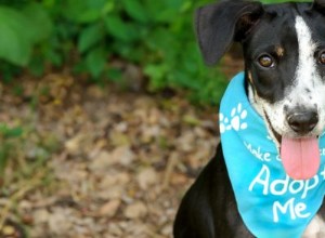 Национальный день собак-спасателей:что нужно знать об усыновлении собаки