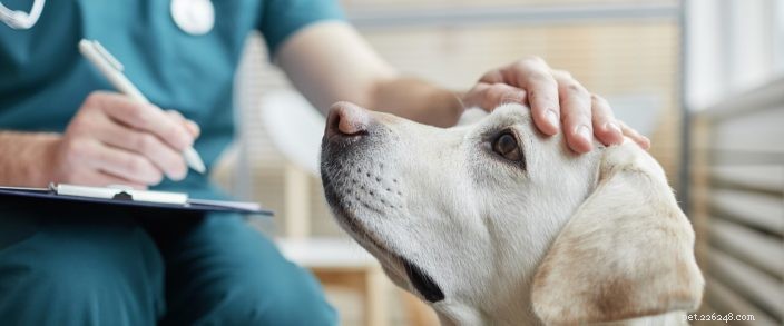 Mese di sensibilizzazione sul cancro degli animali domestici:tipi di cancro e sintomi