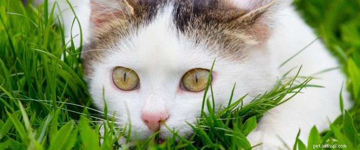 Снижает ли кормление вашего кота мясом его охотничьи инстинкты?