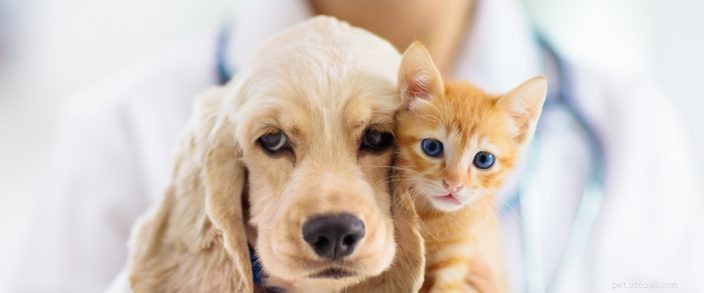 毒物予防啓発月間：ペットを安全に保つための4つのヒント 