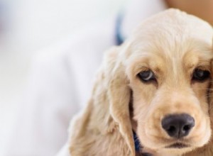 독극물 예방 인식의 달:애완동물을 안전하게 보호하기 위한 4가지 팁 