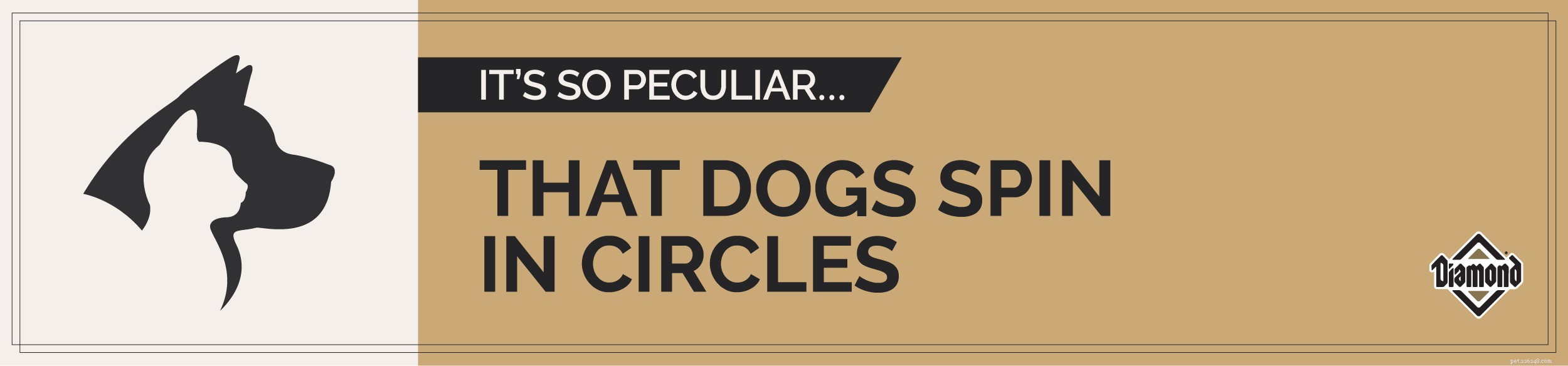 Fatos peculiares sobre animais de estimação:os cães adoram girar