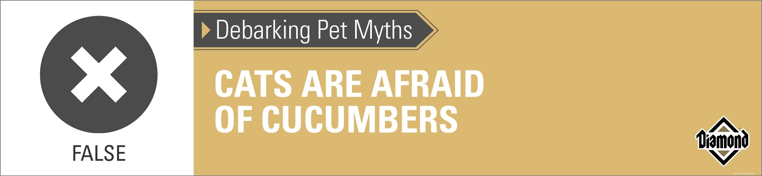 DEBARKING PET MYTHEN:zijn katten bang voor komkommers?