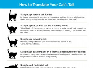 Comment présenter un nouveau chaton à votre chien