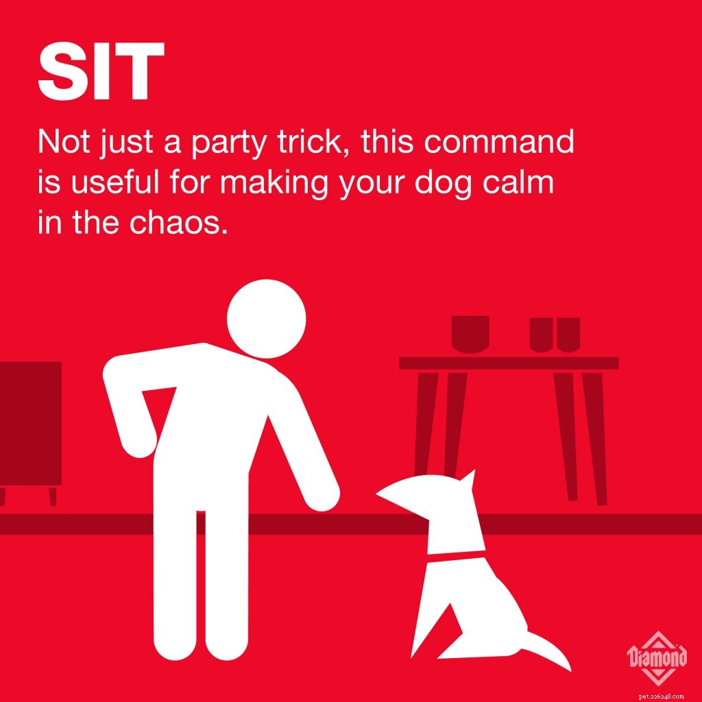 Sedm příkazů, které by měl znát každý pes