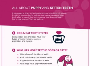 Vše o zubech pro štěňata a kotě