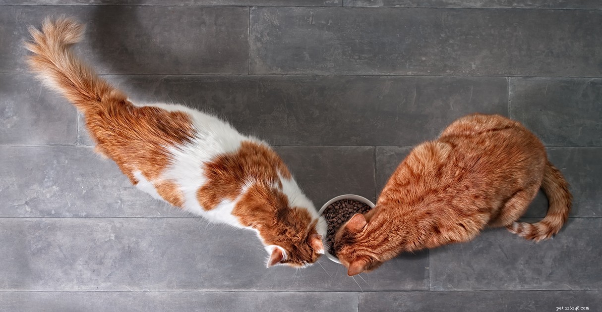Домашние животные с избыточным весом:бриллиантовое руководство по кормам для домашних животных