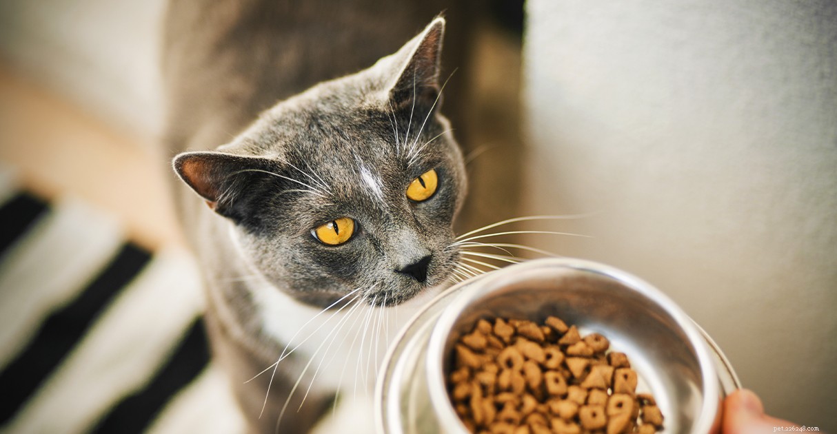 Huisdieren met overgewicht:een gids voor Diamond Pet Foods