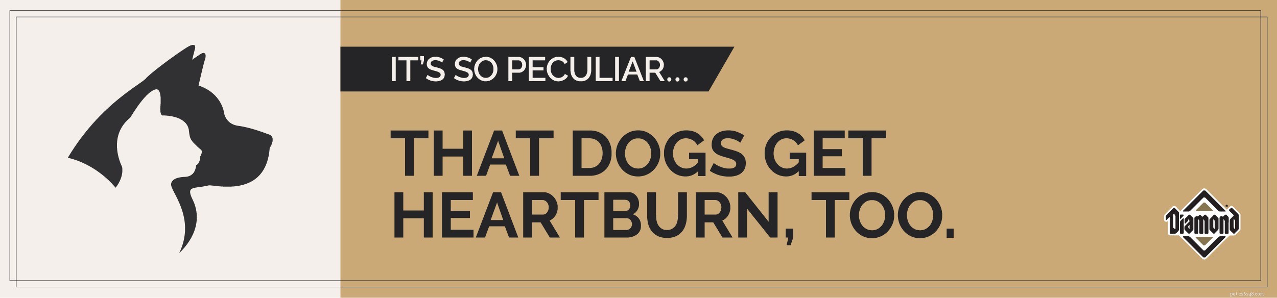 Bijzondere huisdierfeiten:honden krijgen ook brandend maagzuur!