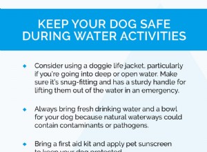 Splashin  Around Safely:Vodní zábava pro vašeho psa