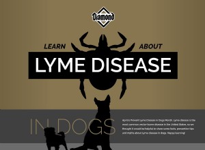 犬のライム病について学ぶ 