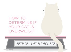 애완동물 비만 인식의 날:고양이가 너무 뚱뚱한지 확인하는 방법