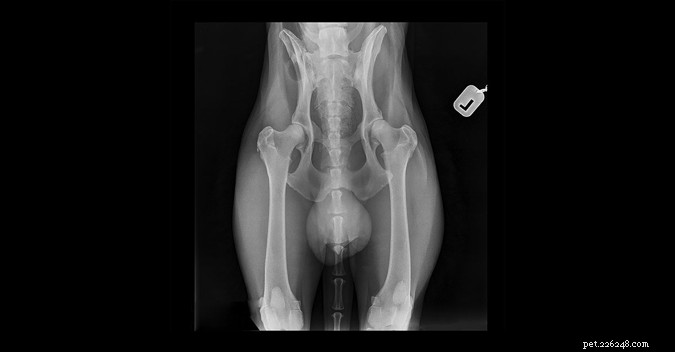 O que você precisa saber sobre a displasia da anca canina