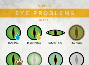 Vision 20/20:Dohlížení na zrak vašeho mazlíčka
