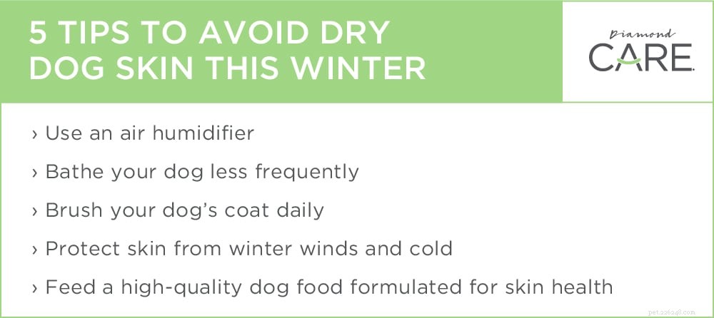 Vintern är tuff för din hunds hud också!