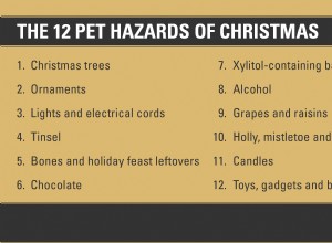 크리스마스의 12가지 애완동물 위험