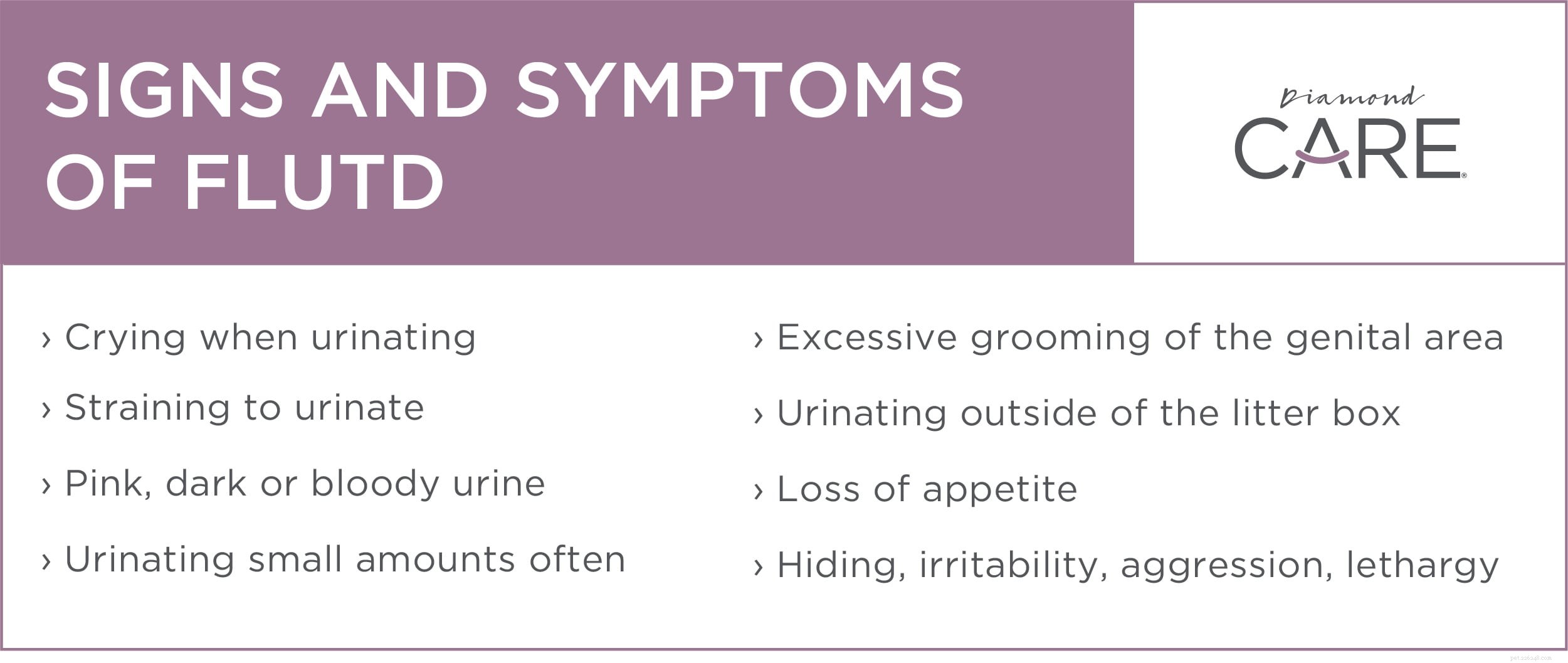 Signes, symptômes et prise en charge de la cystite idiopathique féline