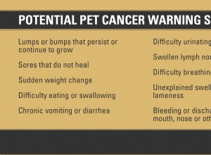 애완동물 암 인식의 달:징후를 알고 계십니까?