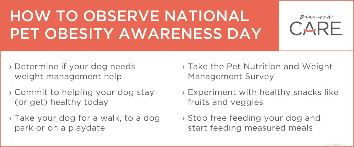 6 manieren om de National Pet Obesity Awareness Day te vieren