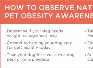 6 способов отпраздновать Национальный день борьбы с ожирением среди домашних животных