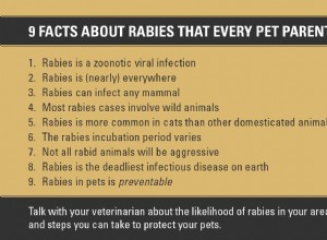 모든 애완동물 소유자가 알아야 할 광견병에 대한 9가지 사실