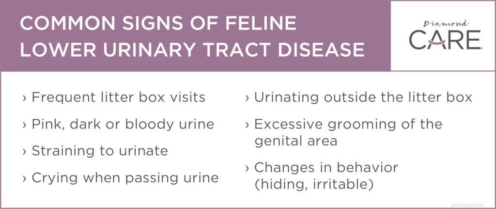 Wat u moet weten over lagere urinewegaandoeningen bij katten