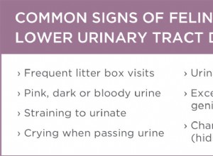 猫の下部尿路疾患について知っておくべきこと 