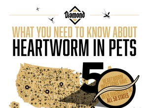 Co potřebujete vědět o Heartworm