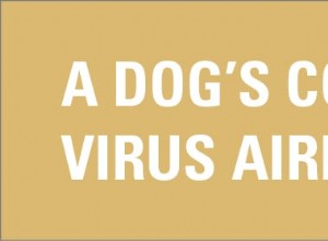 Sociální psi v ohrožení šířením psí chřipky