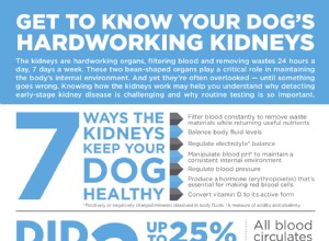 あなたの犬の勤勉な腎臓を知るようになる 