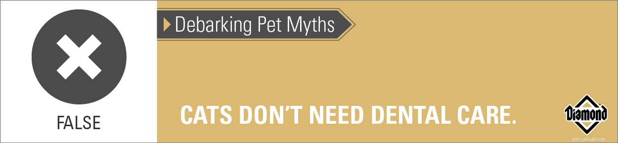 Décorer les mythes des animaux de compagnie :les chats n ont pas besoin de soins dentaires.
