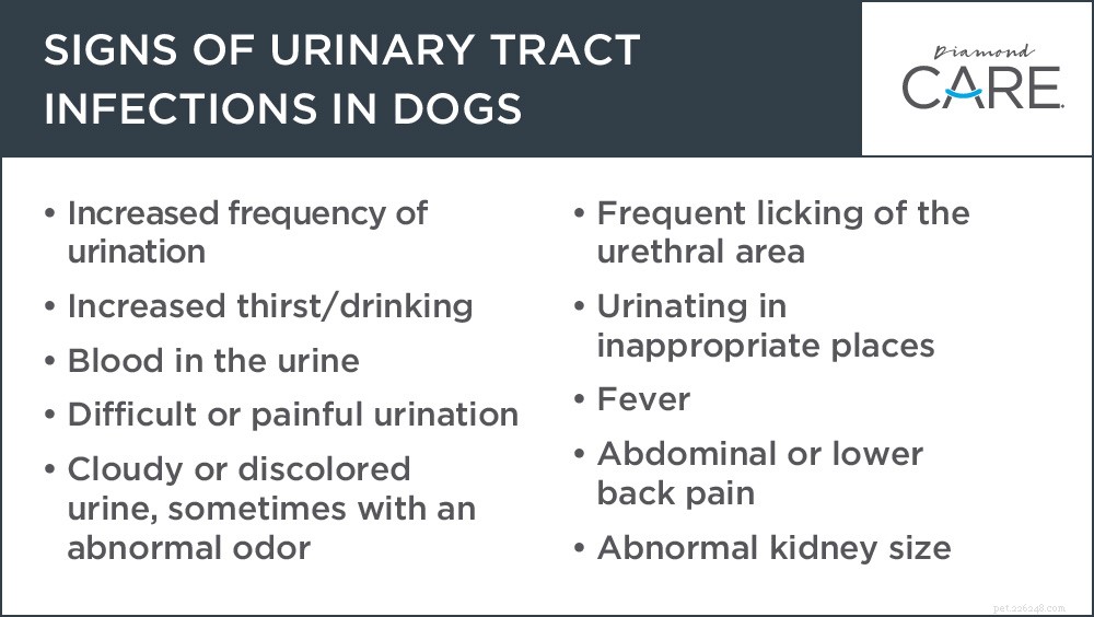 Infecção renal, doença e falha em cães — todos significam problemas de urina