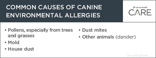 La « saison des allergies » peut se produire toute l année