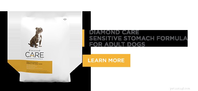 Co je třeba zvážit při hodnocení krmiva pro psy pro citlivé žaludky | Diamond Pet Foods