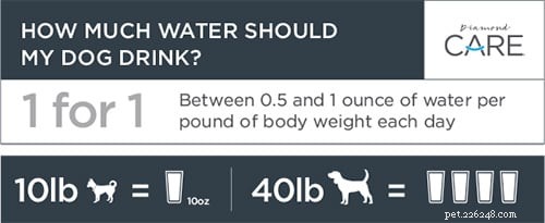Hydration är viktigt för din hunds hälsa
