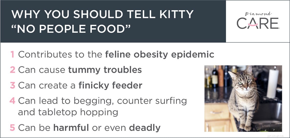 고양이에게  사람에게 음식을 주지 말 것 이라고 말해야 하는 5가지 이유