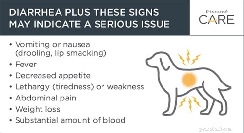 Quando você deve se preocupar com a diarreia canina?