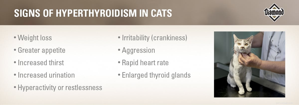 Wat is hyperthyreoïdie bij katten en moet ik me zorgen maken?