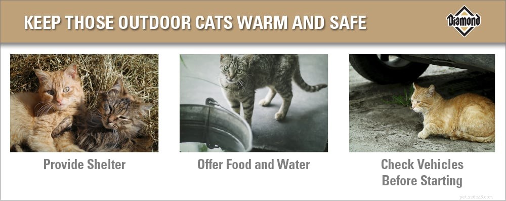 Prendre soin des chats d extérieur par temps froid