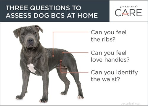 Use a pontuação da condição corporal para saber se o peso do seu cão está correto