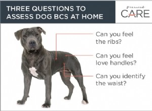 Pomocí skóre tělesné kondice zjistíte, zda je váha vašeho psa správná
