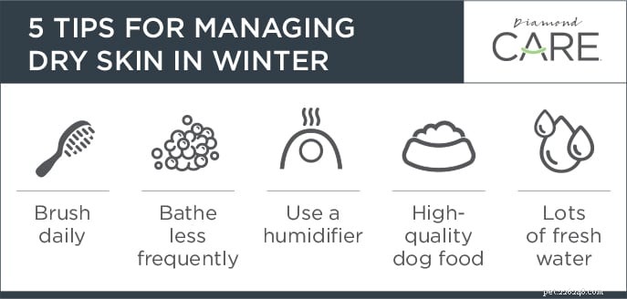 Cinco dicas para controlar a caspa de cachorro relacionada ao inverno