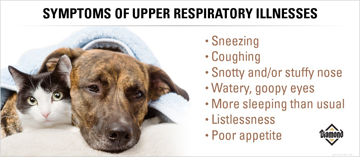 Os animais de estimação têm uma “estação de gripes e resfriados?”